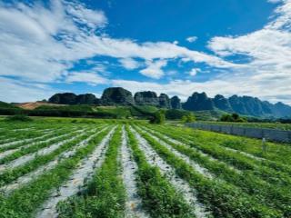 Chủ gửi bán siêu phẩm bám sông bôi 3750m có 500m ont bám đường hơn 80m