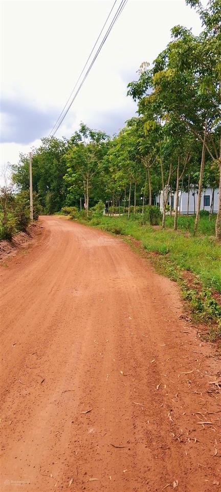 Bán đất minh thạnh, dầu tiếng 242.5m² đường xe hơi giá đầu tư cực mềm