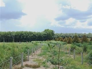 Bán lô đất mặt tiền đường nhựa lớn xe tải ra vào thoải mái xã minh hoà, huyện dầu tiếng