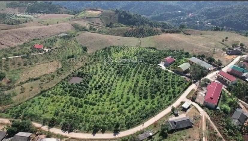 Bán căn nhà vườn mộc châu, sơn la, đất thổ cư, có sẵn nhà, ao, vườn gần 2.2ha, giá chỉ 6.5 tỷ