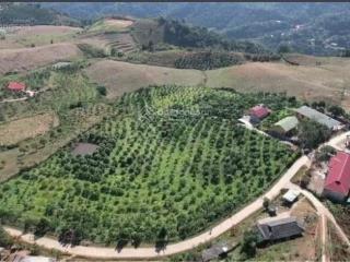 Bán căn nhà vườn mộc châu, sơn la, đất thổ cư, có sẵn nhà, ao, vườn gần 2.2ha, giá chỉ 6.5 tỷ