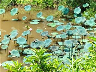 Bán đất nghỉ dưỡng yên trung, thạch thất