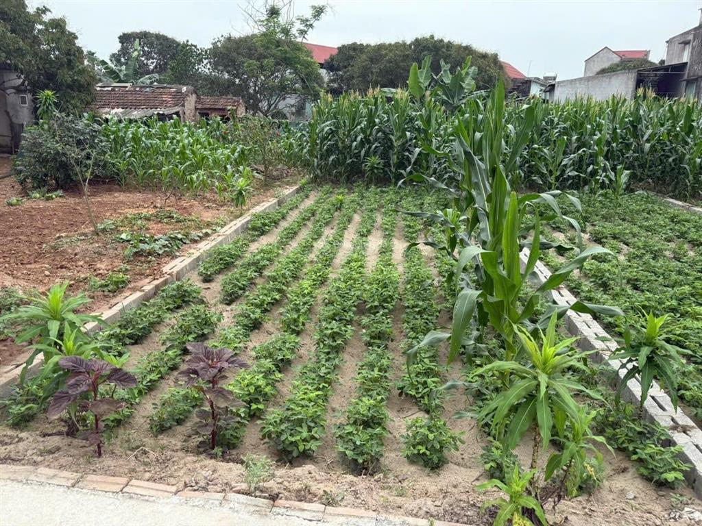 Bán đất xã nguyên hoà huyện phù cừ hưng yên