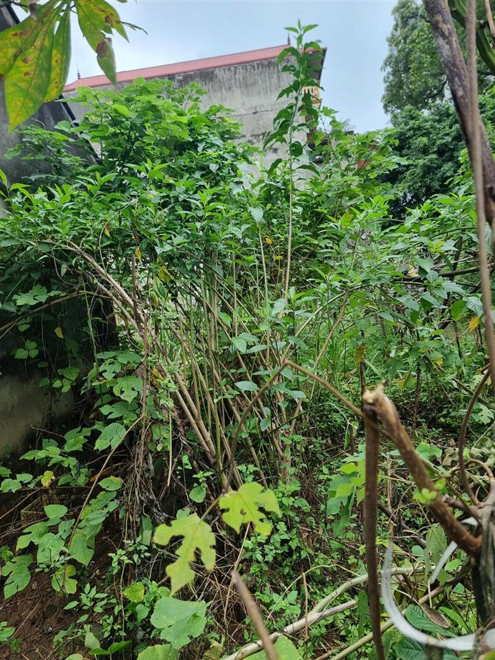 Chính chủ cần bán đất thổ cư thôn phúc thọxã mai lâmđông anhhà nội 80m2, mt5.5m, ôtô vào, 8.8 tỷ