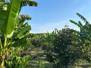 Bán trang trại khu nghỉ dưỡng tại xã hiếu liêm, bắc tân uyên, bình dương, 50 tỷ, 101408m2