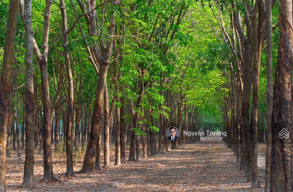 Chính chủ cần bán lô đất giá siêu tốt tại phú giáo. diện tích hơn 1500m2. giá chỉ 3.2tỷ bao hết