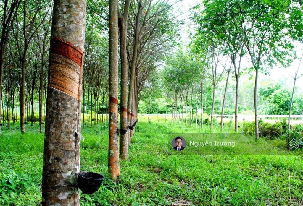 Chính chủ muốn bán nhanh lô đất hơn 1500m2, sổ sẵn công chứng nhanh. có lộc cho khách mua sớm