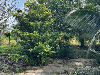 Đất vườn và thổ có sẵn vườn cây trái đường đi thuận tiện làm nhà vườn thì đẹp trên đất có nhà sẵn