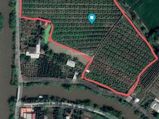 Bán vườn sầu riêng cái bè, tiền giang 6 năm tuổi thu hoạch vào đầu tháng 12, dt 8500 và 14000m2