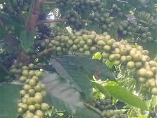 Bán 1739m2, 600m2 đất ở, vườn cà phê, mt40m ql 27, trung tâm xã đam rông, lâm đồng, giá thỏa thuận