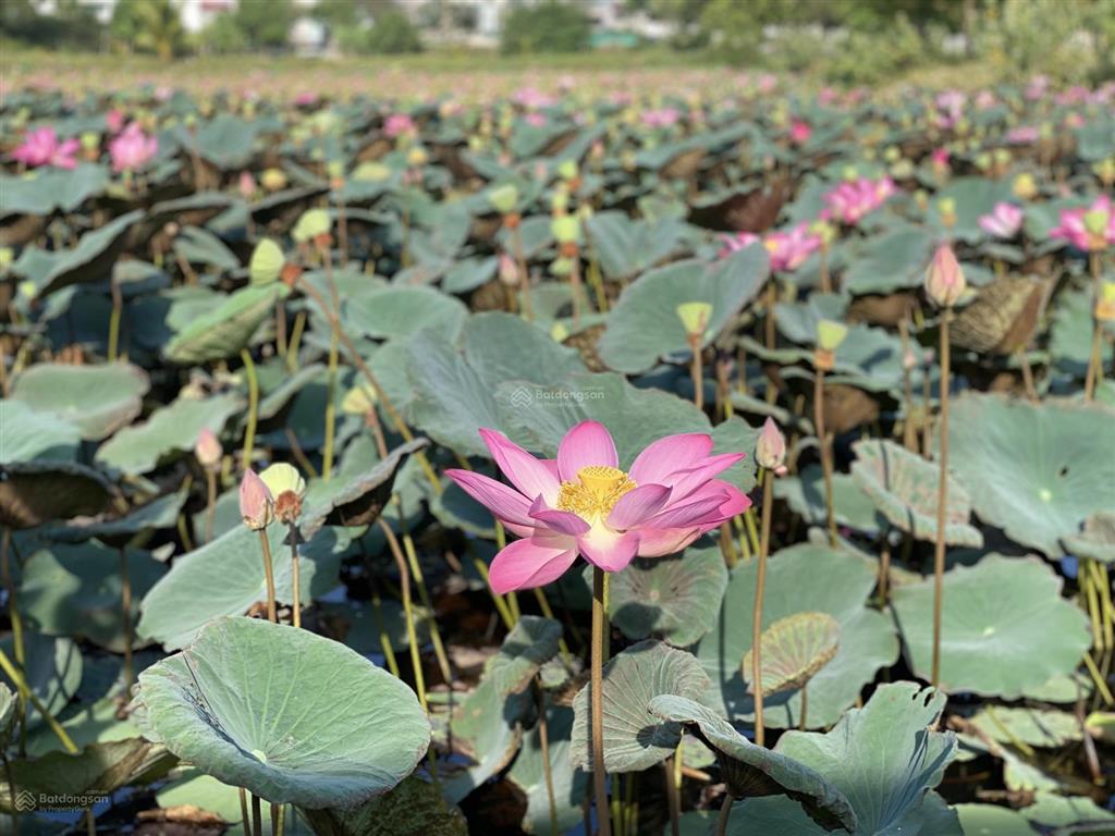 Chính chủ bán lô đất 112m2 đường lê duẩn, tp cam ranh. siêu phẩm đẹp nhất phố.  0989 334 ***