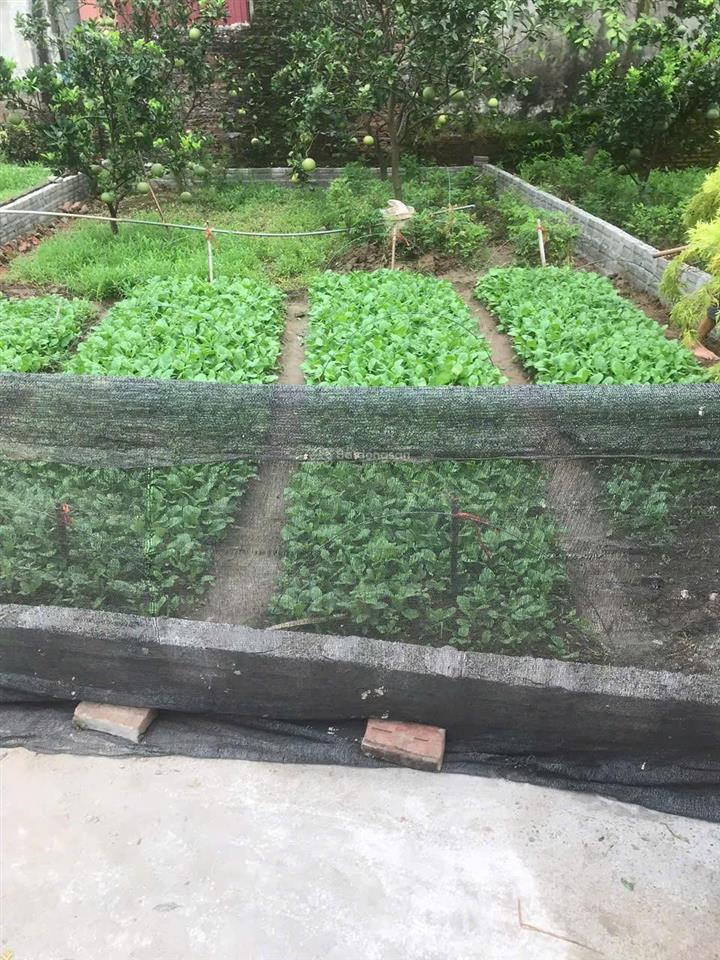 Chính chủ bán lô đất siêu tiềm năng 80m2 phú mỹ , chương dương, hà nội. giá tốt