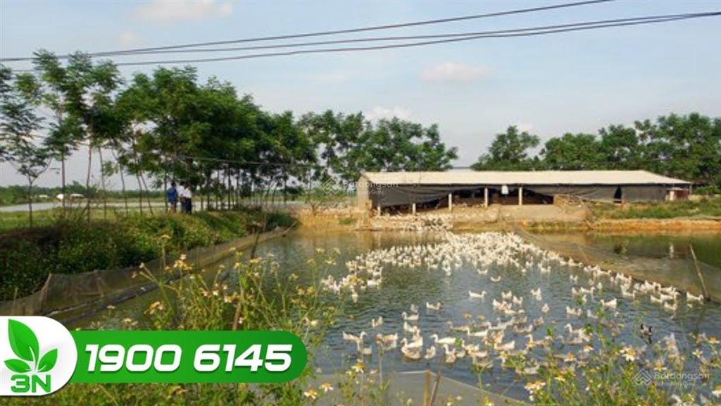 Cho thuê đất hoặc hợp tác làm trang trại chăn nuôi tại chương mỹ, hà nội