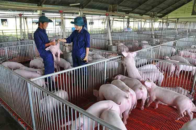 Cho thuê đất hoặc hợp tác làm trang trại chăn nuôi tại chương mỹ, hà nội