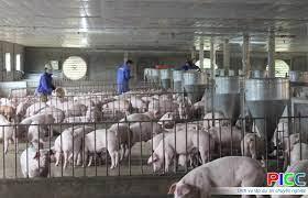 Cho thuê đất hoặc hợp tác làm trang trại chăn nuôi tại chương mỹ, hà nội