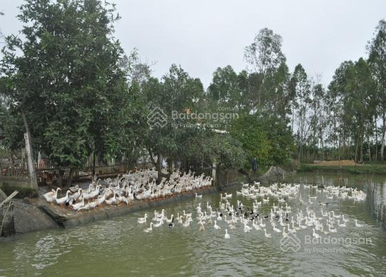 Cho thuê đất hoặc hợp tác làm trang trại chăn nuôi tại chương mỹ, hà nội