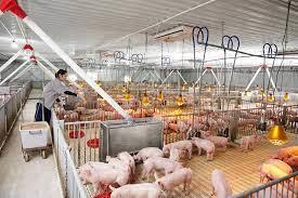 Cho thuê đất hoặc hợp tác làm trang trại chăn nuôi tại chương mỹ, hà nội