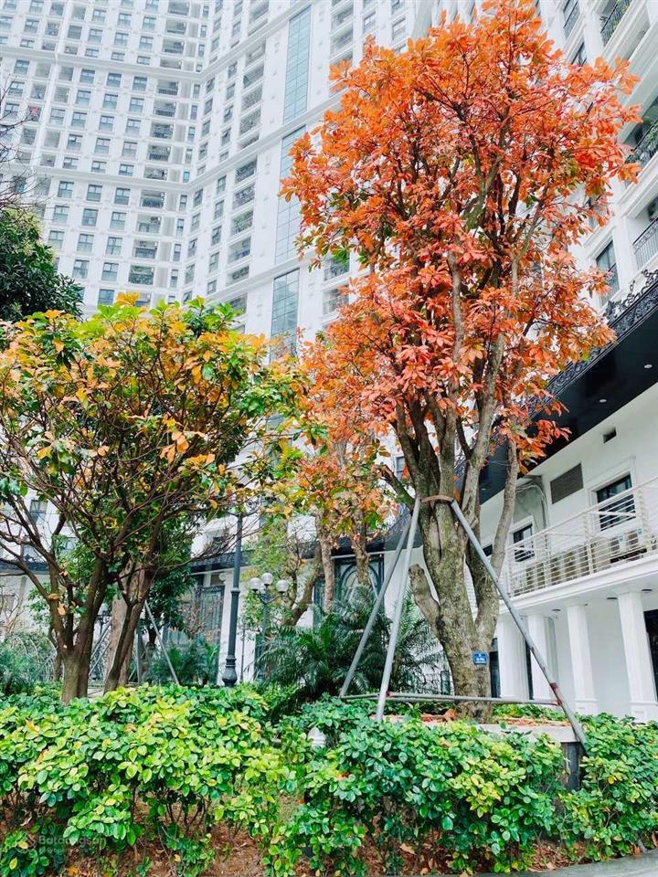 Cho thuê the emerald cập nhật tháng 9/2026, mình là cư dân ở đây, căn e2.11.4, không chào ảo