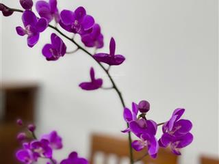 Bán căn hộ chung cư 3pn, 3wc, 160m2 tại khu đô thị trung hòa  nhân chính, 13 tỷ vnd, chính chủ hot