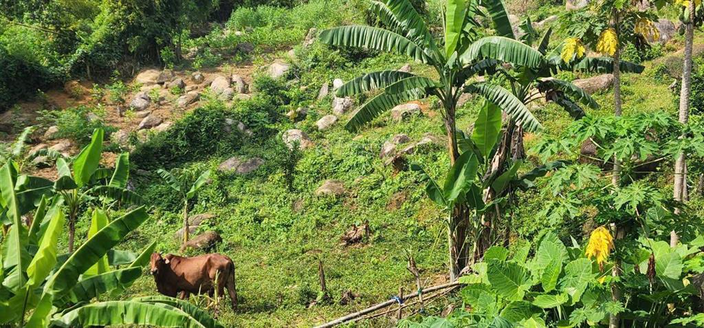 View đẹp mê mẩn 1064m2 ngay khu du lịch suối khoáng thị trấn bo kim bôi hòa bình cần bán gấp