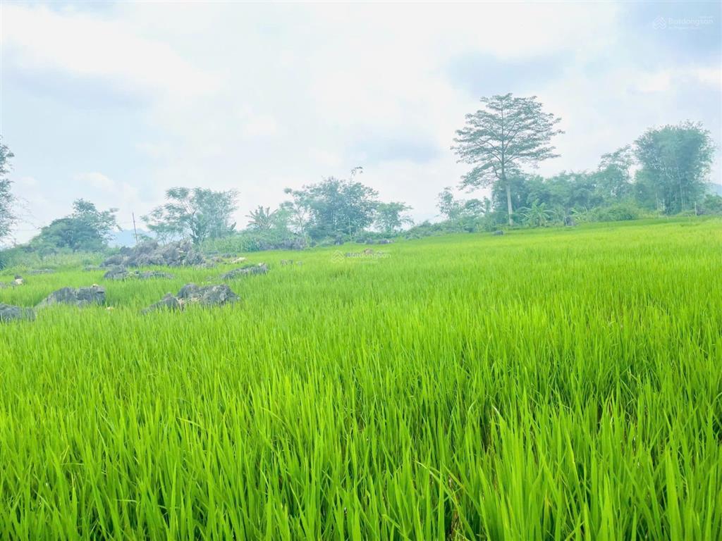 Chính chủ cần bán 1333m view tuyệt đẹp cánh đồng bao quanh thơ mộng tân lạc hòa bình