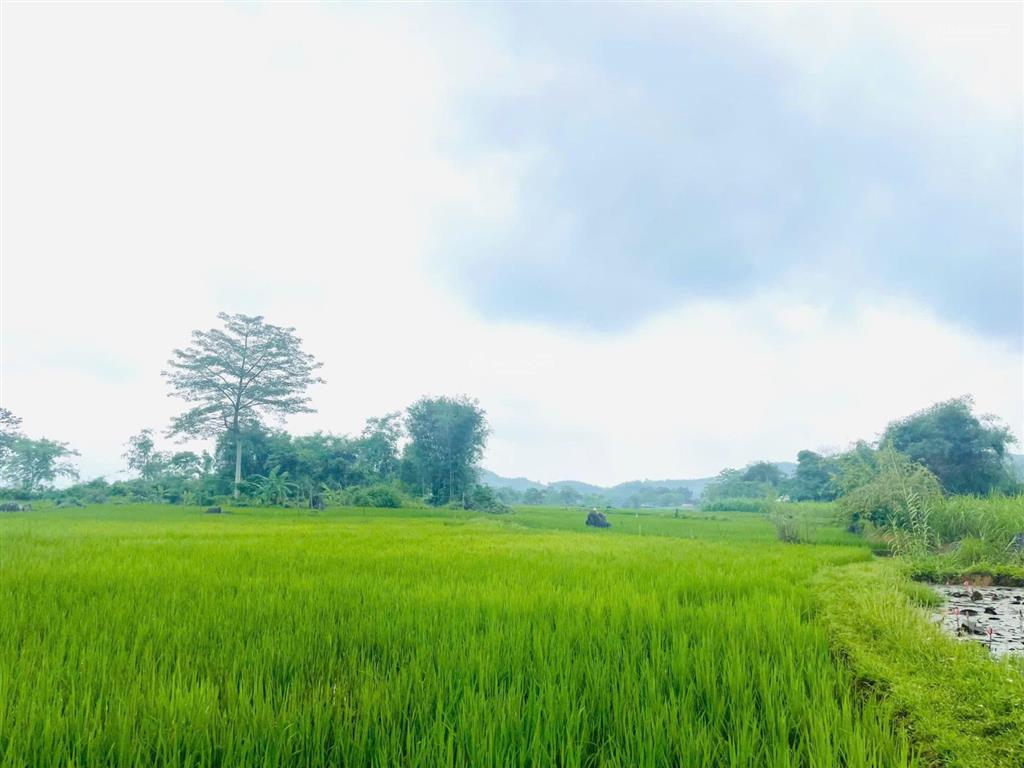 Chính chủ cần bán 1333m view tuyệt đẹp cánh đồng bao quanh thơ mộng tân lạc hòa bình