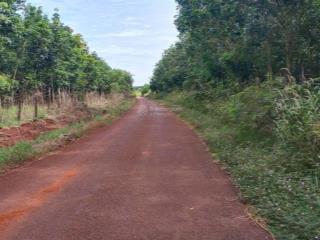 Bán 7,5ha đất mặt tiền nhựa cách trung tâm bù đăng 3km. cao su cạo đất đỏ