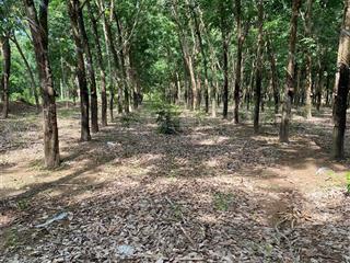 4ha5 tân thành cách đt 579b 500m cao su cạo, nền 100 thổ cư