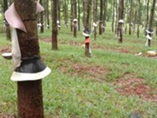 Cần bán gấp 4ha2 cao su tại xã tân thành, bù đốp, bình phước, giá rẻ chỉ 1.6 triệu/m2
