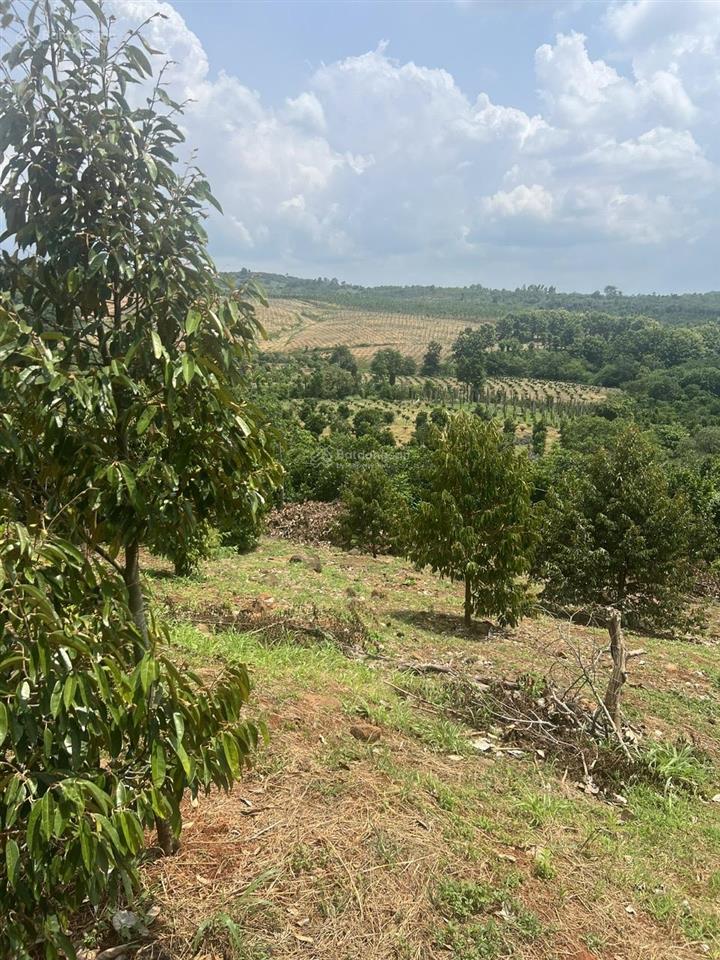 Bán hơn 1,6ha đất vườn tại xã đak mil, tỉnh lâm đồng, cách ql 14 gần 5km, giá tốt
