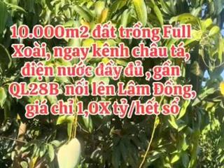 Bán vườn xoài đang ăn trái 8747m2, kết nối trục ql28b,ngay khu dân cư, điện nước đầy đủ, 1,050 tỷ