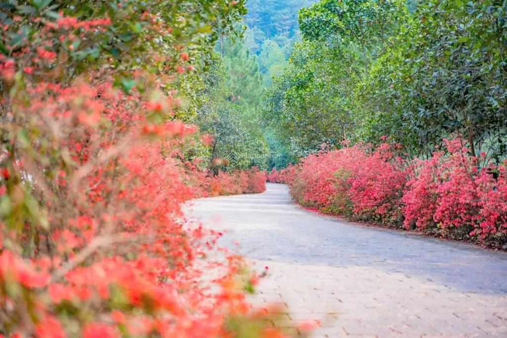 Bán nhanh suất ngoại giao dự án thanh xuân valley vĩnh phúc hồ đại lải, dt 81m, 100m, 198m, 550m
