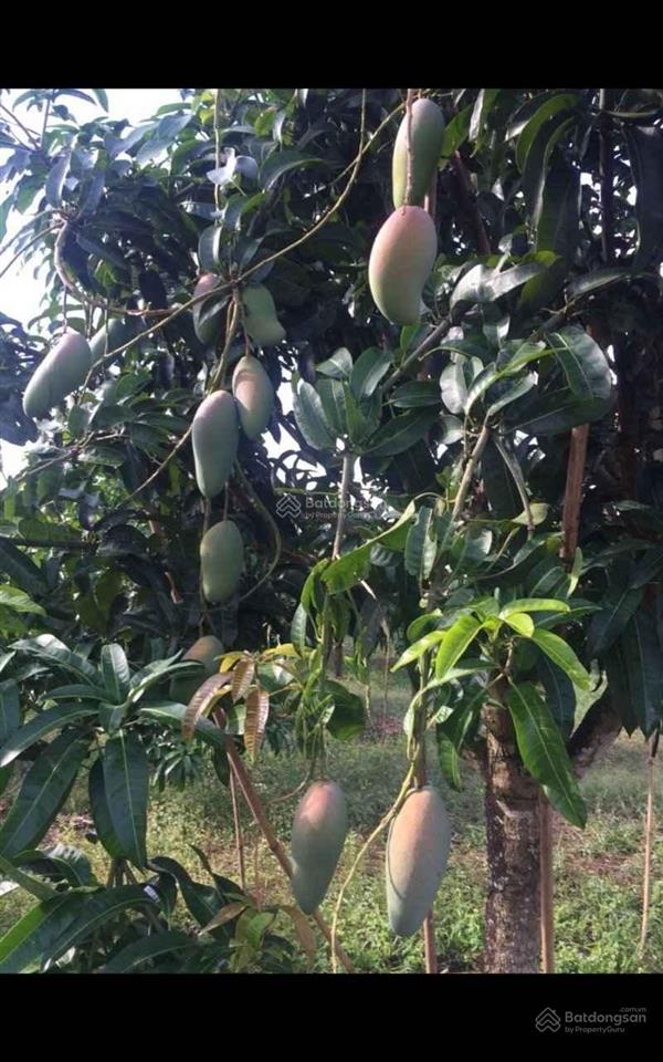 Rất cần bán gấp nhà vườn nhà đất chính chủ tại định quán đồng nai