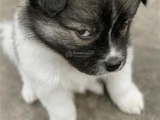 Hxh vườn điều 5x10 gần uỷ ban 6ty2 ngộp bank