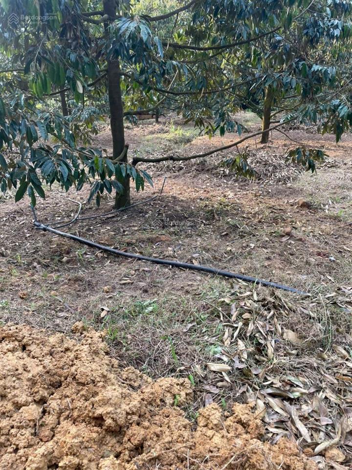 Bán đất tại đt 721, đạ kho, đạ tẻh, lâm đồng, 4 tỷ, 33000m2