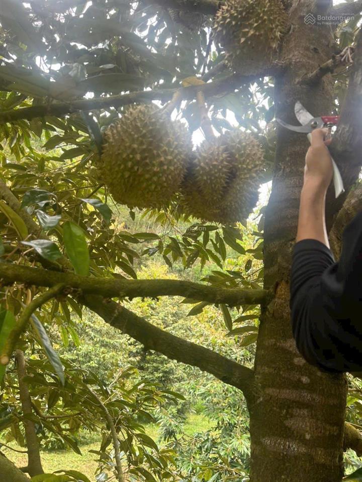 Bán đất tại đt 721, đạ kho, đạ tẻh, lâm đồng, 4 tỷ, 33000m2