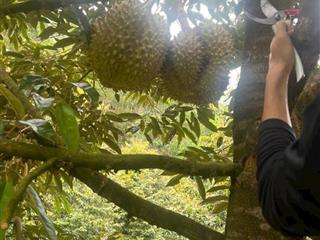 Bán đất tại đt 721, đạ kho, đạ tẻh, lâm đồng, 2,5 tỷ, 33000 m2