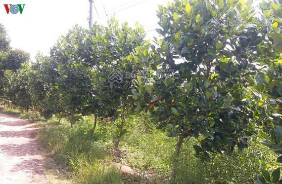 Bán 6300m2 đất trồng mít thái, ở bình dương gần đường đt 749, giá 1,2 tỷ, còn thương lượng