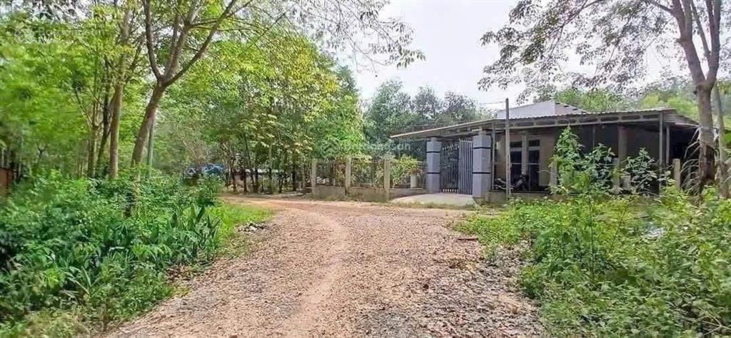 Bán gấp 1 mẫu đất cao su lớn có nhà sẵn 300m2 thổ giá 2tỷ950tr. sổ sẵn