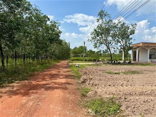 Bán gấp 1,6 mẫu đất đang trồng cao su ,dầu tiếng giá 2 tỷ 650tr/ mẫu , đất phủ hồng