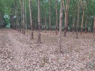 Bán 4,5ha cao su đang cạo giá 19,5 tỷ, xã lộc thành, h. lộc ninh, bình phước