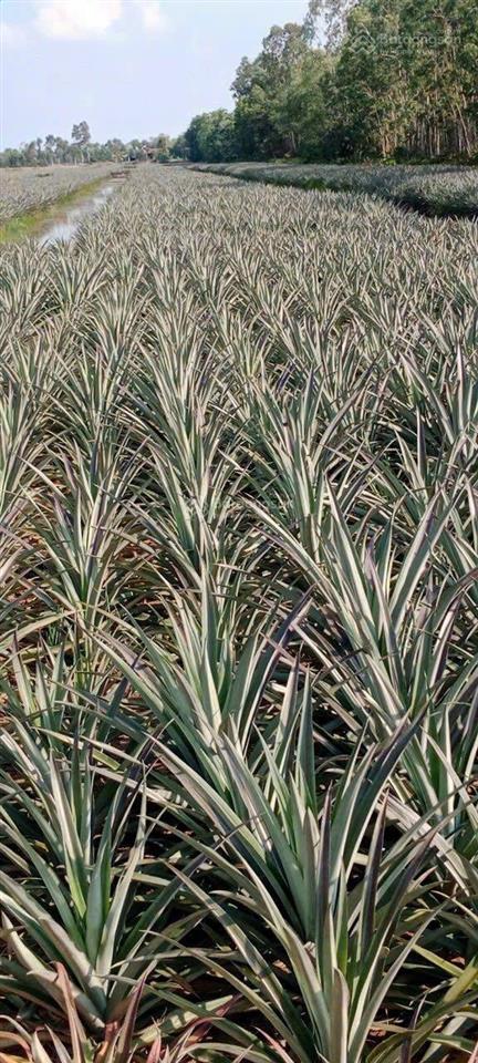 Gia đình cần bán 7 công đất trồng khóm ấp mỹ lộc, xã thạnh mỹ, h. tân phước, tg