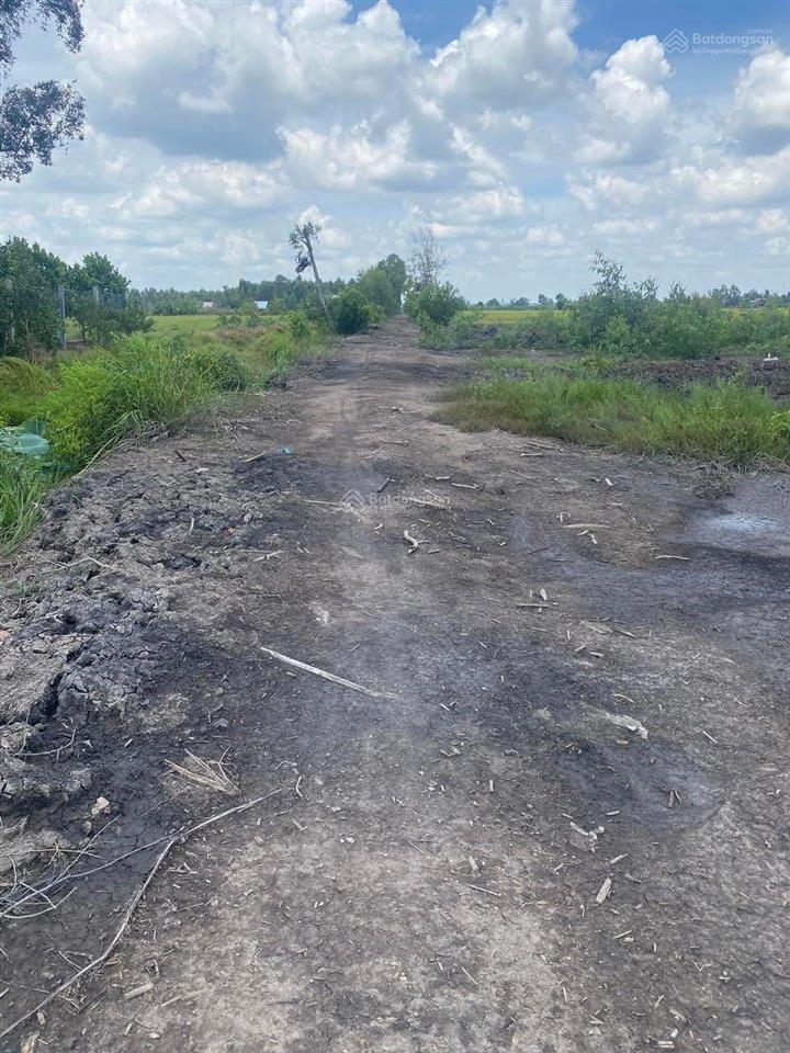 Gia đình cần bán 7 công đất trồng khóm ấp mỹ lộc, xã thạnh mỹ, h. tân phước, tg