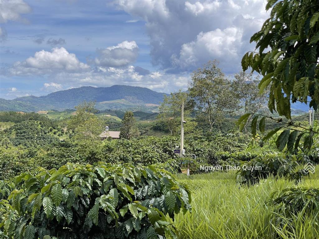 Bán đất view đồi bát úp khu phạm hồng thái  đại lào  tp. bảo lộc