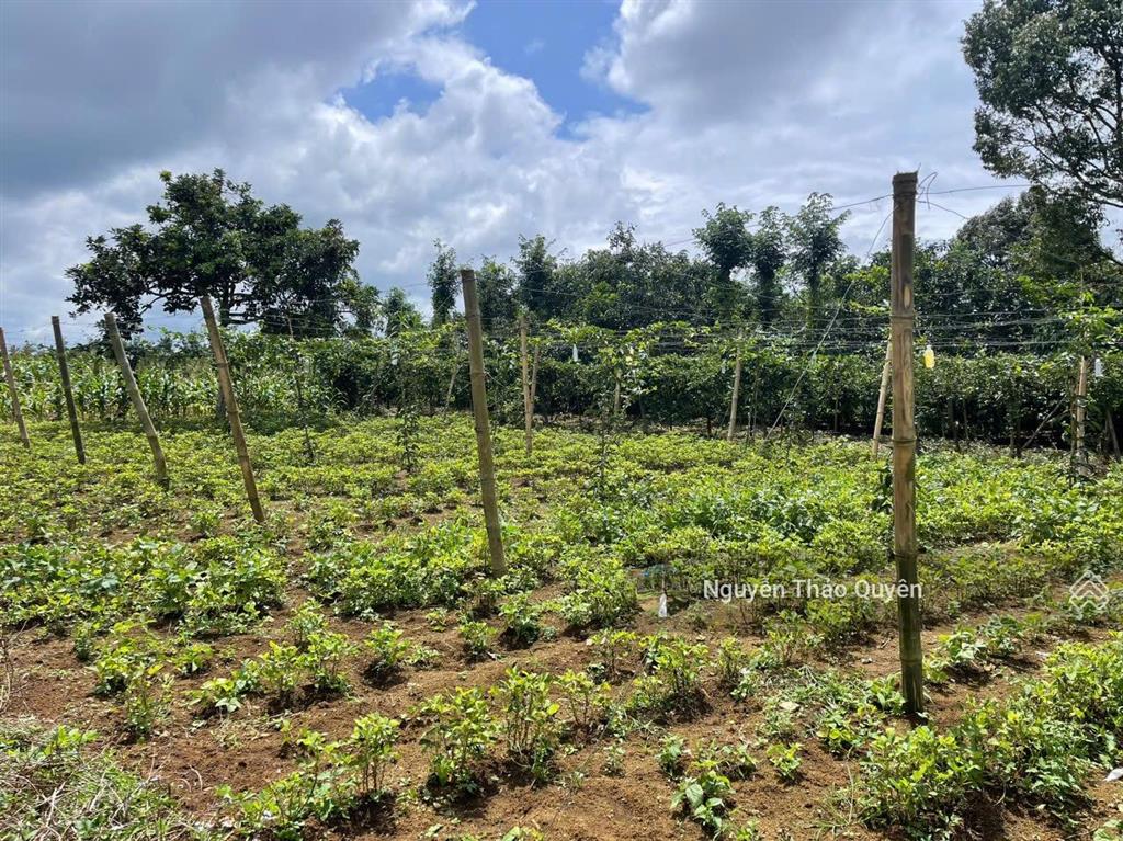 Chính chủ bán đất thôn 12 lộc ngãi  ngay nhà thờ lâm phát  5mx21m sẵn thổ cư giá chỉ 380tr