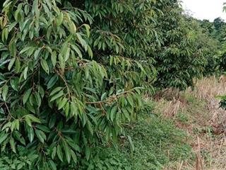 ĐẤT ĐẸP – GIÁ ĐẦU TƯ - CẦN BÁN LÔ ĐẤT RẪY SẦU TẠI Tại thôn Quảng Bình, xã Kiến Đức, Đăk