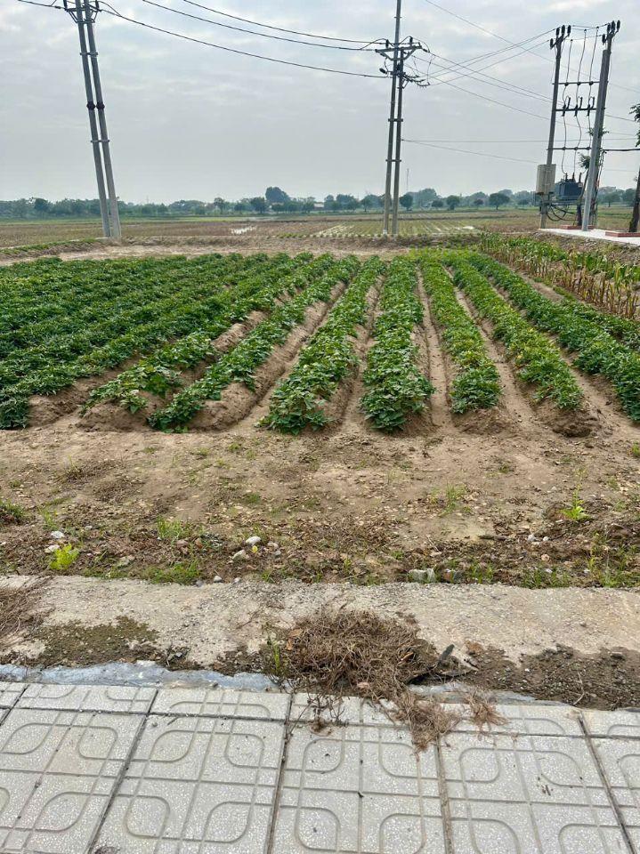 Bán đất đấu giá Cống Đầm cực đẹp, Đại Xuyên Phú Xuyên