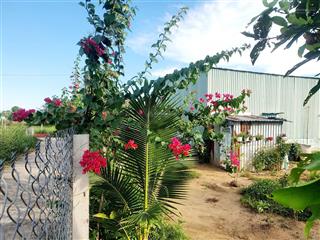 Bán gấp 500m2 đất vườn thị trấn cần giuộc, hướng đông nam, phù hợp xây nhà vườn nghỉ dưỡng