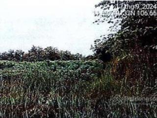 Bán đgts đất tại tđ số 278, x.an khương, h.hớn quản, t.bình phước (nay là x.tân hưng, t.đồng nai)