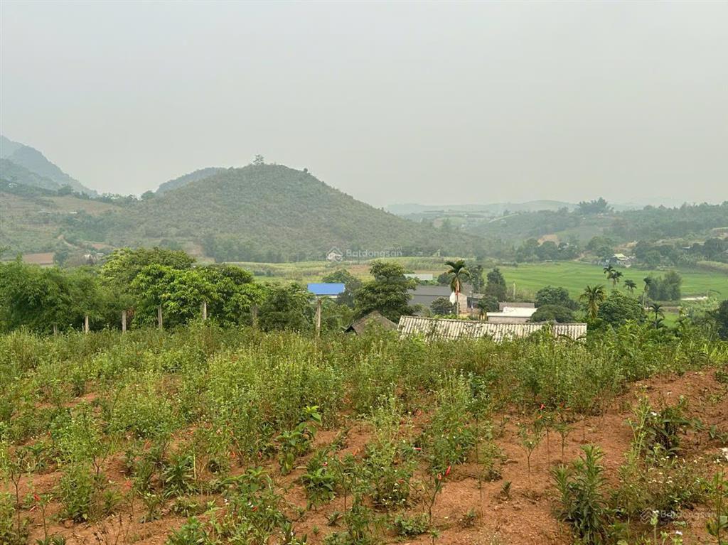 Đất cao phong 2trong1  2.000m² thổ cư + 1.268m² đất trồng  pháp lý rõ ràng , sổ đỏ sẵn !